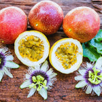 Purple Passion Fruit Tree Live Plant, Passionfruit Vine Starter Plant, 4 Inc Potted, Passion Fruit Plant Live Zone 9 to 11