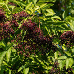Set 2 Elderberry Plants Live Bush, Black Elderberries Plant Starter 5 to 9 Inch Tall Perennial Fruit Plant, No Pot, Dormant in Winter