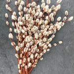 2 Willow Tree Seedlings 6-12'' Tall, Dormant, Bare Roots, Hardy Ornamental Tree for Garden Planting (Pussy Willow Bare Roots)
