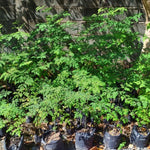 Moringa Oleifera Tree Live Plant, 4 Months Old Malunggay Plant in Pot, Well-Rooted Drumstick Trees Ready to Grow Outdoor