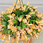 4 Christmas Cactus Plants Live, 5-9 Inch Tall (Yellow)