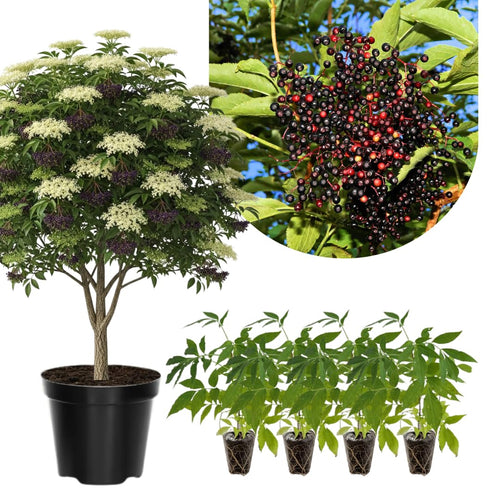 2 Black Elderberry Plants Live for Planting, 6 to 12 Inch Tall, American Elderberries Bush, Sweet Fruit Tree