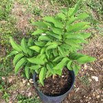 Random Sugar Apple Tree Live Plant, 2-3 Ft in One Gallon Pot, 2 Years Old Tree Annona Squamosa Soursop Like, Outdoor Spring Tropical Fruit Planting, No CA