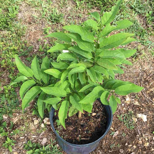 Random Sugar Apple Tree Live Plant, 2-3 Ft in One Gallon Pot, 2 Years Old Tree Annona Squamosa Soursop Like, Outdoor Spring Tropical Fruit Planting, No CA