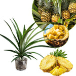 1 Sugarloaf Pineapple Plant Live for Planting, Sweet Pineapple Fruit Tree Live Plant 5 to 8 Inch Tall, Pineapple Starter Plants