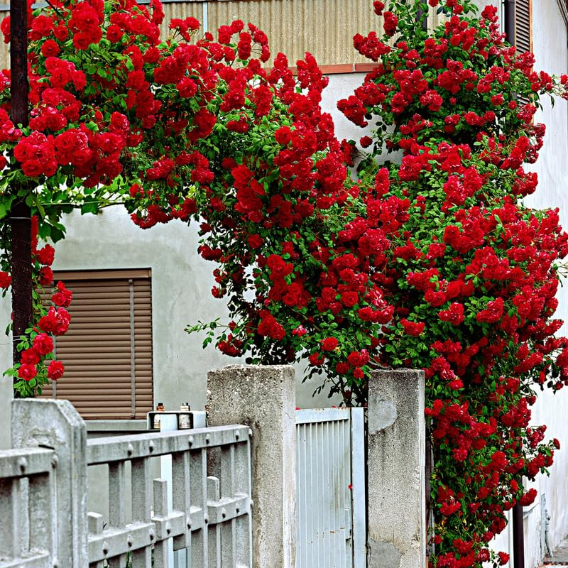Climbing Rose Live Plant Well Rooted, No Leaf, Ready to Plant Indoor Outdoor, Climber Rose Bush, Hybrid Tea Rose Like, Very Fragrant, Long Bloomer (Don Juan)