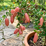 Pink Finger Lime Tree Live Plant, Rare Citrus Fruit Tree from 1–2 Feet Tall in 3 Gallon Pot, Ready for Indoor Outdoor Planting