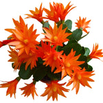 Easter Cactus Live Plant, Vibrant Blooming Cactus for Indoor Outdoor Gardens, 4-8'' Tall, No Pot (Orange Blooms)