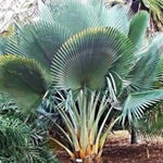 Palm Tree Plant, Live Tropical Palm Tree, Fully Rooted in 3 Gallon Pot, Ready for Outdoor Planting (Silver Blue Palm)