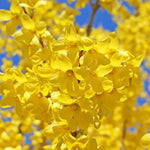 2 Lynwood Gold Forsythia Shrub Bareroots, 6 to 12 Inch Tall, Dormant, No Pot, Yellow Forsythia Plant Live for Planting, Fragrant Bush Shrub Rooted Cutting