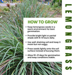 Set 800 Lemongrass Seeds for Indoor or Outdoor Growing, Fragrant Culinary Garden Seeds for Planting