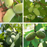 Paw Paw Tree Live Plant, Pawpaw Tree Live Plant, Quart Potted, Outdoors Garden