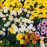 Pack 3 Mix Mum Plants Live, 3 to 6 Inch Tall Assorted Chrysanthemum Plant, Perennial Colorful Flowers, Live Mums Plants for Outside, No Pot