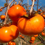 Potted Persimmon Tree Live Plant, American Persimmons Seedlings, 6 to 15 Inc Tall, Zones 4-9, Cold Hardy, High Yield Variety