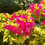 2 Bougainvillea Live Plants, Tropical Bougainvillea Flowering Vine, Fast Growing Outdoor and Container Plant, 4-8'' Tall (Hot Pink Blooms)