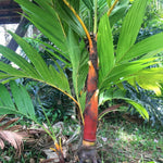 Palm Tree Live Plant, Fully Rooted in 3 Gallon Pot, Rare Tropical Plant Live for Indoor or Outdoor Growing, Orange