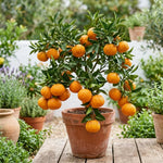 Mandarin Orange Tree, Sweet Mandarin Plants Live, 1.5 Years Old Plant, Well Rooted in 1 Gallon Pot, 1-2 Feet Tall, Citrus Fruit Tree for Patio and Outdoor Garden
