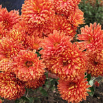 2 Orange Chrysanthemum Plants Live, Mums Plants Live, Chrysanthemum Flowers Perennials for Zone 6