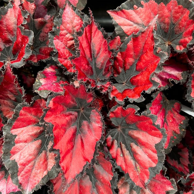 2 Live Begonia Angel Wing Maculata Set, Size 5-9 Inch Tall, Red Polka Dot Begonia Plants, Indoor Outdoor Decorative Houseplants