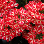 Set 2 Verbena Live Plants, Perennial Verbena Flowers, Long-Lasting, Hardy Flowering Plant for Planting (Red White)