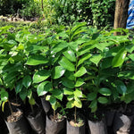 Soursop Tree Live Plant 8 Months Old No Pot, Tropical Annona Muricata Starter Plant, Very Fast-Growing, 5-9 Inches in Tall, No CA
