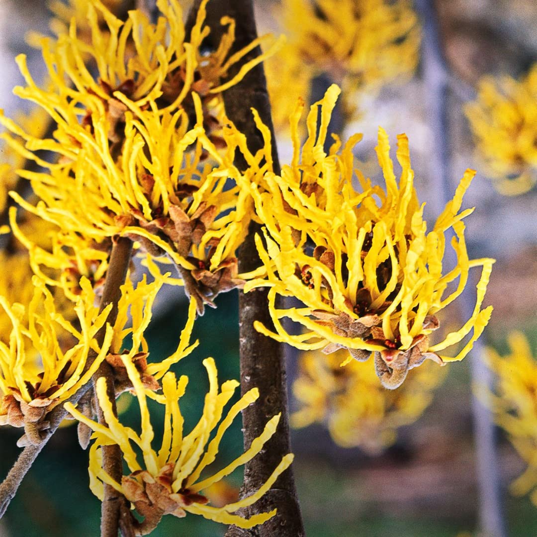 Witch Hazel Tree Shrub Bushes, Yellow Flowering Witch Hazel Live Plants in Quart Pot, Witch Hazel Plants Tree