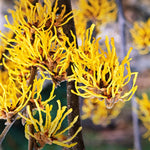 Pack 2 Witch Hazel Trees Live Shrubs Plant in Quart Pot, Yellow Flowering Bushes Live Plants, Witch Hazel Plants Tree for Planting
