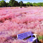 Clump 5-9" Muhly Grass Live Plant for Spring Planting, Ornamental Grass, Perennial Grasses Fast-Growing, Vibrant Color (Vibrant)