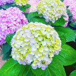 Dormant Hydrangea Live Plant Bush Shrub for Planting, 5 to 9" Hydrangea Tree Plant for Outdoor Planting, Change Color Flower Blooms (Deep Blue Purple to Pink)
