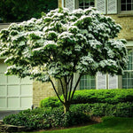 Kousa Dogwood Trees Live Plants 6 Inc -1 Feet Dormant, Live White Kousa Flowering Dogwood Trees Shrubs for Planting Outdoors
