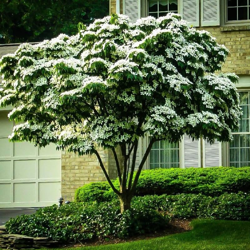 Kousa Dogwood Trees Live Plants 6 Inc -1 Feet Dormant, Live White Kousa Flowering Dogwood Trees Shrubs for Planting Outdoors
