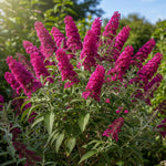 2 Vibrant Buddleia Butterfly Bush Plants Live, Butterfly Bushes Plant for Outdoor Garden, 5 to 9 Inch Tall Perennial Coloful Flowers Plant, No Pot (Raspberry)