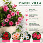 2 White Mandevilla Plants Live 4–7" Tall, Live Mandevilla Flowering Tropical Vines for Patio, Containers and Backyard Landscaping