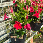 2 Mandevilla Plants Live, 4-6'' Tall, Red Mandevilla Flower Plants, Vibrant Flowers Plant for Outdoor Growing