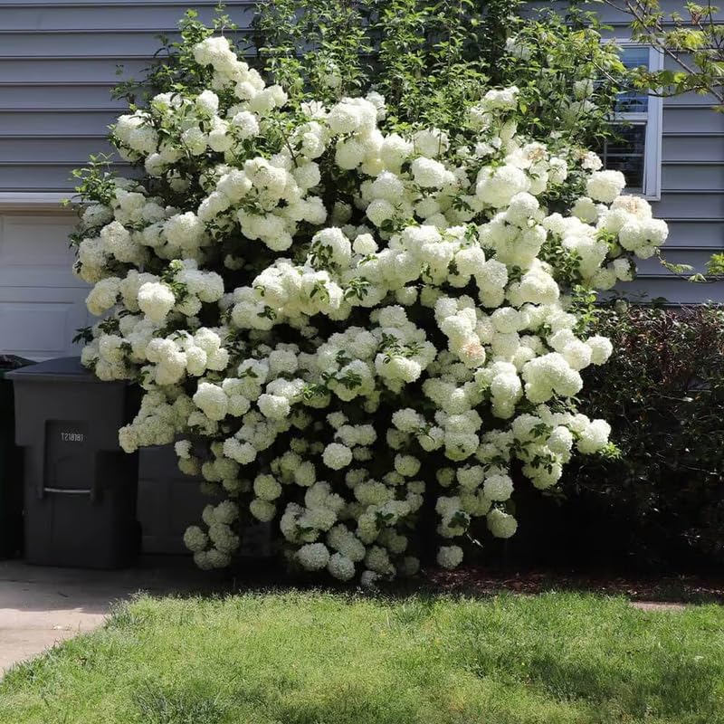 Old Snowball Viburnum Bushes Live Plant, Hardy White Viburnum Blooming Shrub 4 Inch Pot for Planting Outdoor