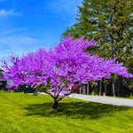 Pack 4 Redbud Trees Live Dormant, Eastern Red Bud Hardy Flowering Trees, 6-12 Inch Height