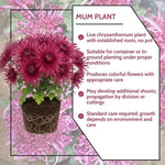 Chrysanthemum Plants Live 4 to 7 Inch Tall, Mums Live Plants, Vibrant Perennial Mum Plant for Planting in Garden (Dark Purple)