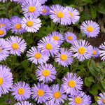 Aster Live Plant, Aster Plant Live, Perennial Asters Plants, Vibrant Flower Blooms, 5-7 Inches in Height for Growing (Purple)