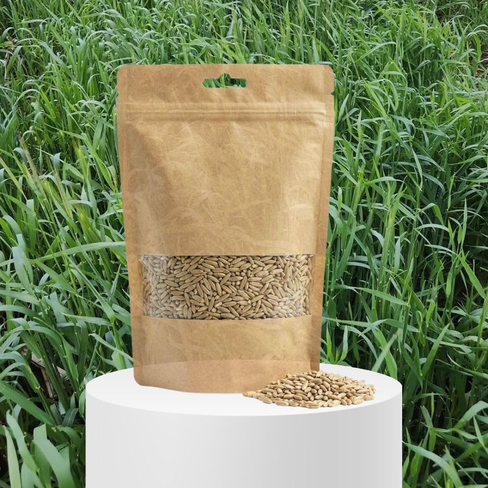 3lb Rye Cover Crop Seeds, Winter Rye Seeds for Garden Ground Cover and Seasonal Growing