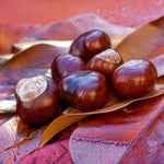 2 Chestnut Trees Bare Roots 2–3 Feet, Hardy Nut Tree Starter, Outdoor Orchard and Landscape Tree