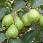 Pink Guava Tree Live Plant, 10 Inc Tall, Sweet Fruit Tree, Live Guava Tropical Plant for Home Garden
