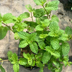 Peppermint Plant Live in 4'' Pot, Mint Herb Plants for Culinary and Garden Growing, Perennial Herbs