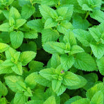 Set of 2 Lemon Balm Plants Live 4-6 Inches, Well Rooted Herbs Plants, Easy Grow, Outdoor and Container Planting