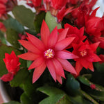 Easter Cactus Live Plant, Vibrant Blooming Cactus for Indoor Outdoor Gardens, 4-8'' Tall, No Pot (Red Blooms)