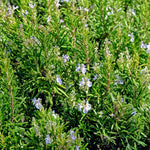 2 Pots Rosemary Plants, Live Rosemary Plants in 4" Pot, Fragrant Herb Leaves, Perennial Herbs Plant for Containers, Outdoors Indoors Garden