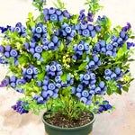 2 Top Hat Blueberry Bush Live Plant, Blueberry Plants Live for Planting 5 to 8 Inch Tall, Sweet Blueberries Fruit Seedlings