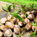 Yellow Coconut Sprouted Live Plant, 6-8 Inches Tall, Tropical Coconut Seedling for Outdoor Garden, Patio, Landscape and Container Growing