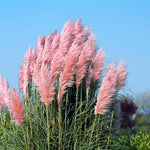 2 Pink Pampass Grass Plants Live for Spring Planting, Size 5-9" in Tall, Oranamental Grass for Outdoor Indoor
