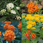 Pack 2 Milkweed Live Plants, Butterfly Milkweed Shrub, Asclepias Tuberosa Plants 4-8 Inches (Assorted)