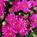Chrysanthemum Plants Live 4 to 7 Inch Tall, Mums Live Plants, Vibrant Perennial Mum Plant for Planting in Garden (Pink)